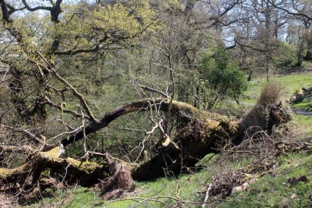 Lochwood plantation  May 2017