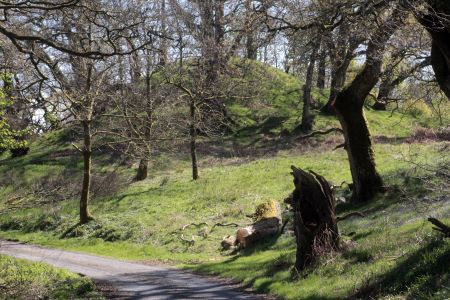 Lochwood plantation  May 2017