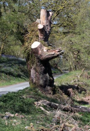 Lochwood plantation  May 2017