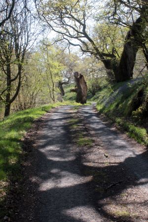 Lochwood plantation  May 2017