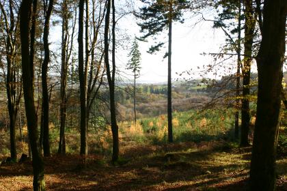 Mabie forest
