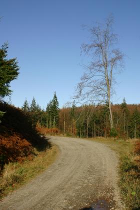 Road thro Mabie forest