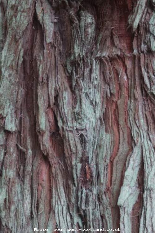 Tree Bark @ Mabie
