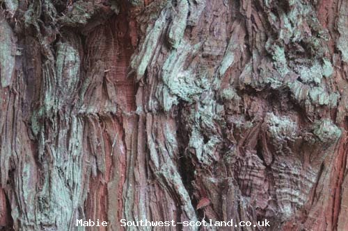 Tree Bark @ Mabie