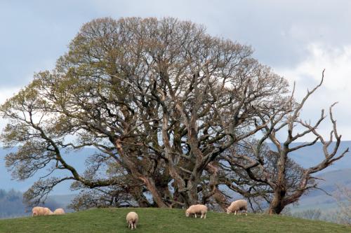 View from Morton Castle
