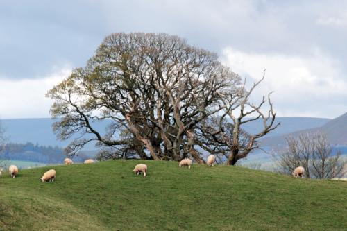 morton_castle remains