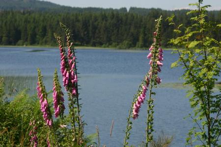 Stroan Loch Raiders Trail