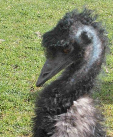 emu
