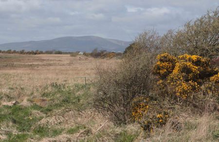 Crickle from Powfoot