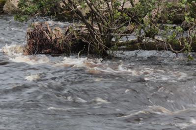 Water of Ae, Dalfibble