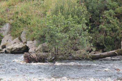 Water of Ae, Dalfibble