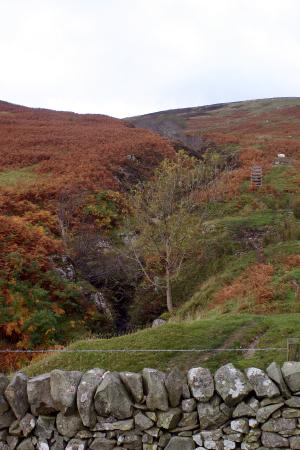 hillside above St Marys 