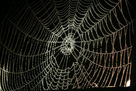 Cobweb