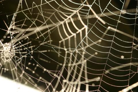 Cobweb