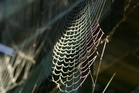 Cobweb