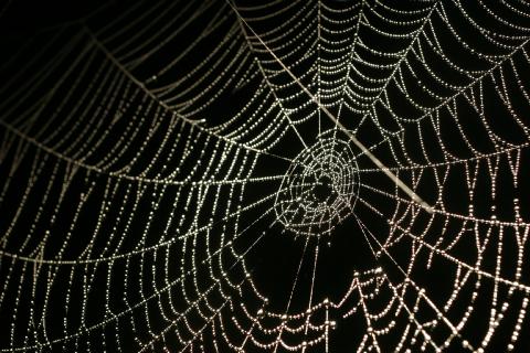 Cobweb