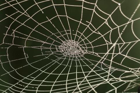 Cobweb