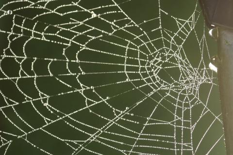 Cob web
