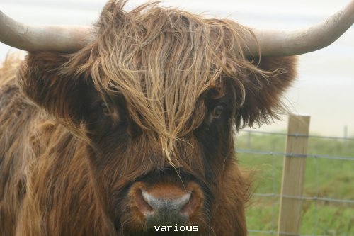 Close up Long Horned cattle