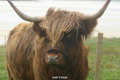 long_horned_cattle