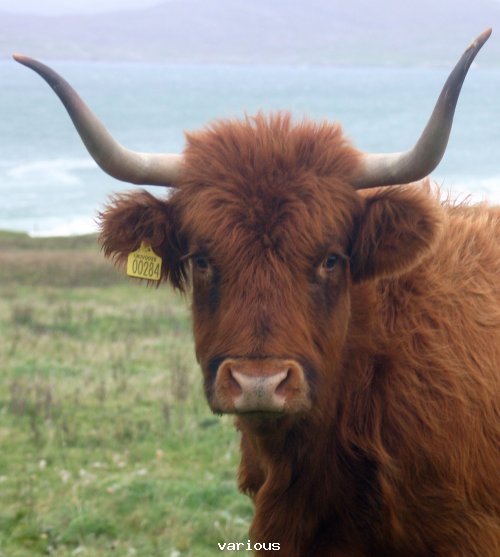 long_horned_cattle